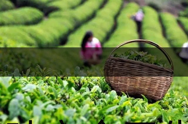 茶葉安全衛(wèi)生與我國相關(guān)法規(guī)管理體系簡述(壹)-1 茶葉安全衛(wèi)生與我國相關(guān)法規(guī)管理體系簡述(壹)-1