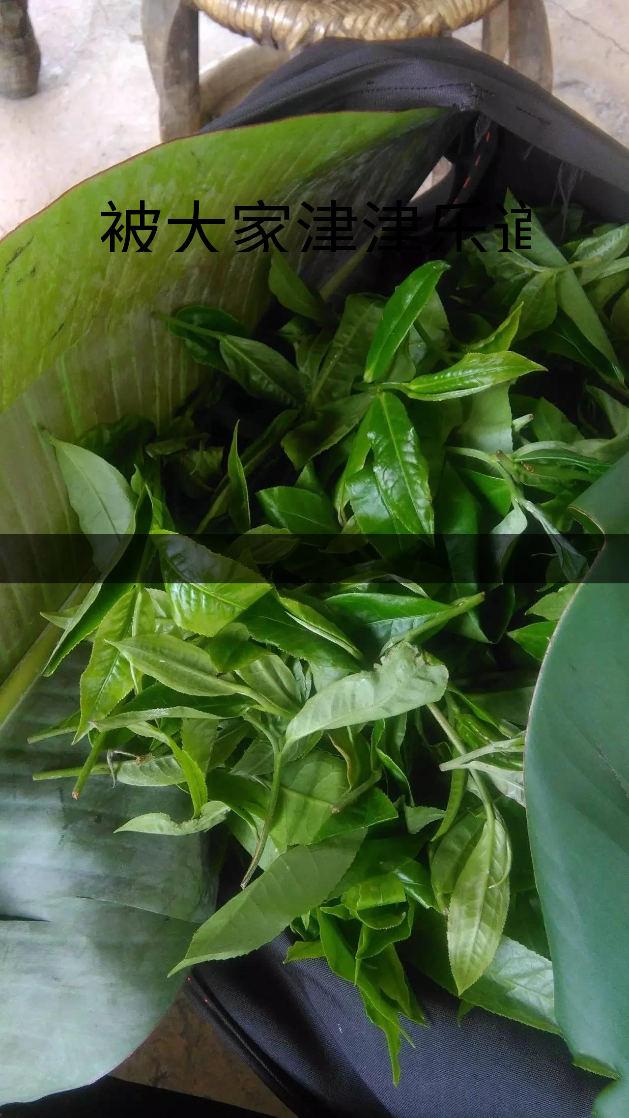 被大家津津樂(lè)道的森林茶，你知道是什么？-1-1