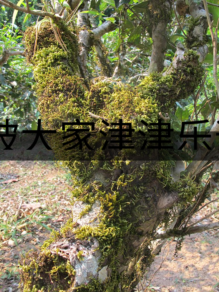 被大家津津樂(lè)道的森林茶，你知道是什么？-3-1