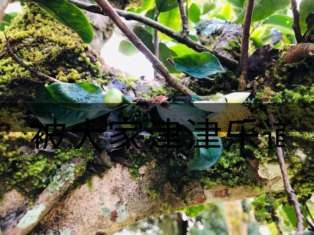 被大家津津樂(lè)道的森林茶，你知道是什么？-4-1