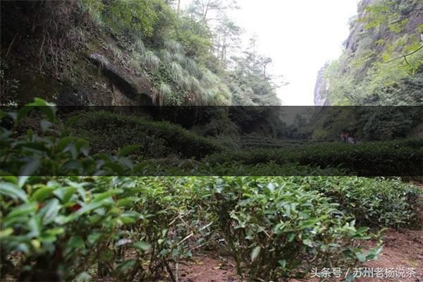 老楊說茶：武夷尋茶之三：巖茶巖韻形成的四-6