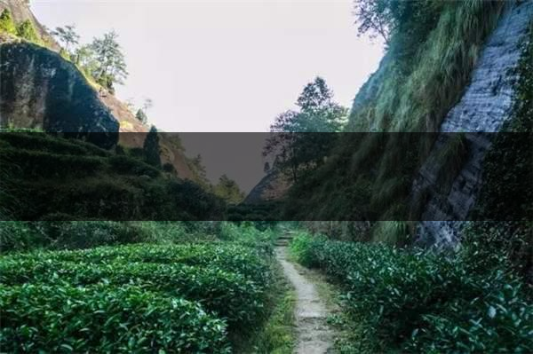 喝武夷山巖茶的香，什么是工藝香？-4