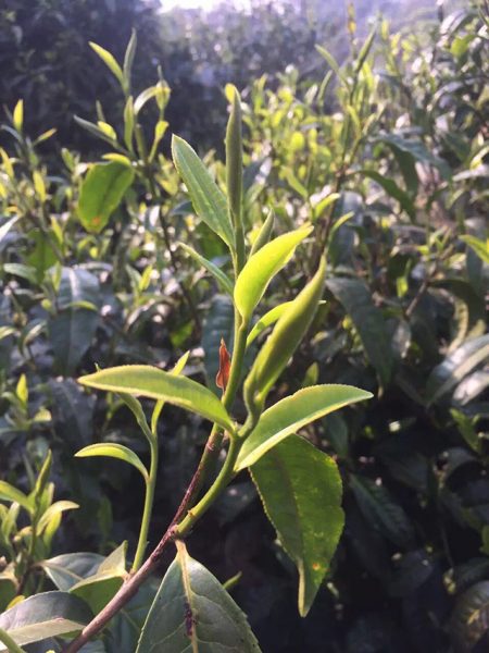 為什么古樹(shù)普洱春茶這么受追捧？