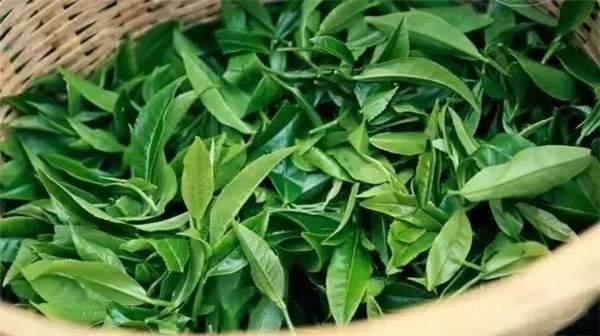 2021年曼秀古樹(shù)茶，易武的超級(jí)黑馬