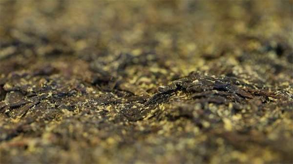 你手中的茯茶金花有可能是假金花？