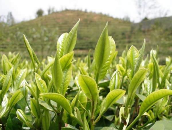 春茶到底好在哪里？