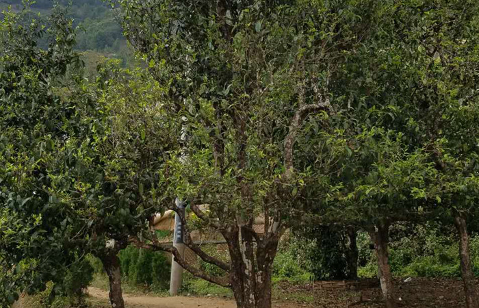 2021年冰島老寨秋茶口感特點？