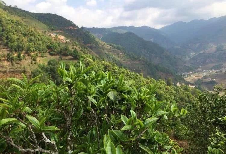 2021年冰島秋茶，你所需要知道的七個事實