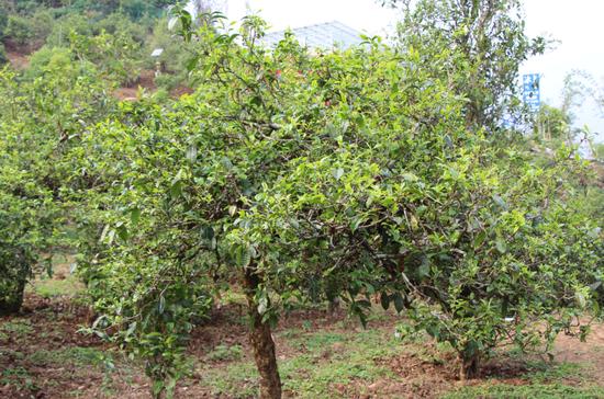 2021年冰島古樹秋茶價格，歷史價格