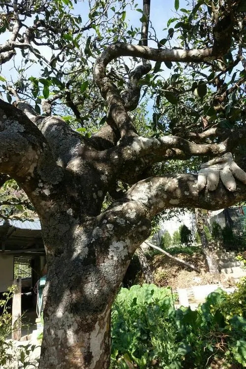 2021年冰島秋茶為何也受喜愛？