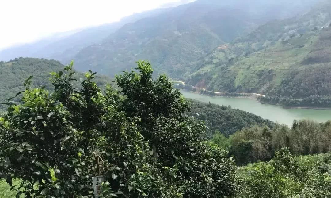 2021年單論茶氣，冰島也不如它-磨烈古樹秋