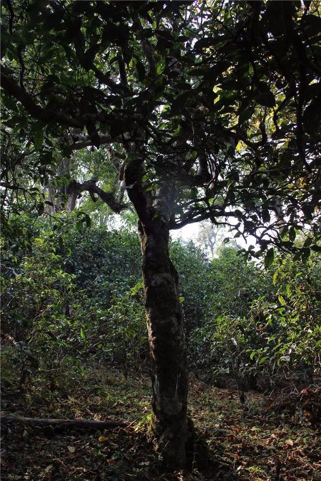 2021年大戶賽古樹秋茶特點？