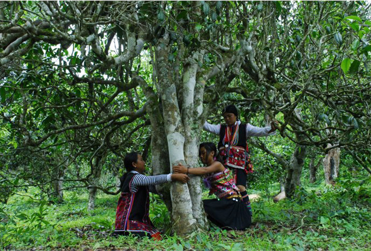 2021年大戶賽古樹秋茶品鑒！