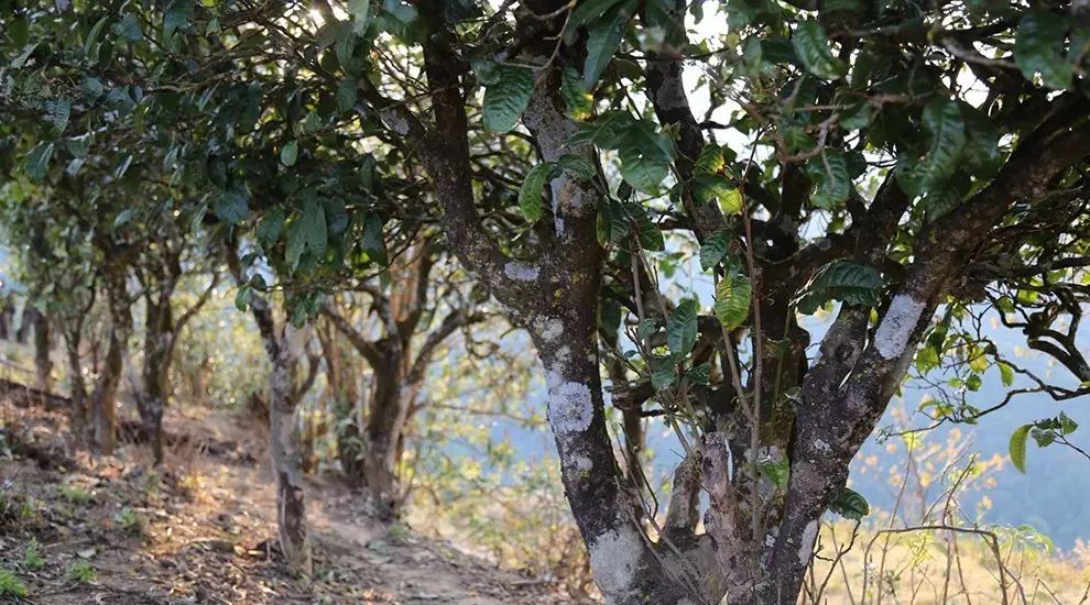 2021年大雪山古樹秋茶口感品鑒？