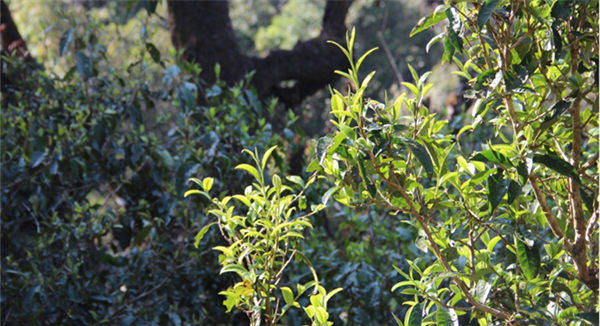 2021大雪山古樹秋茶香甜順滑！