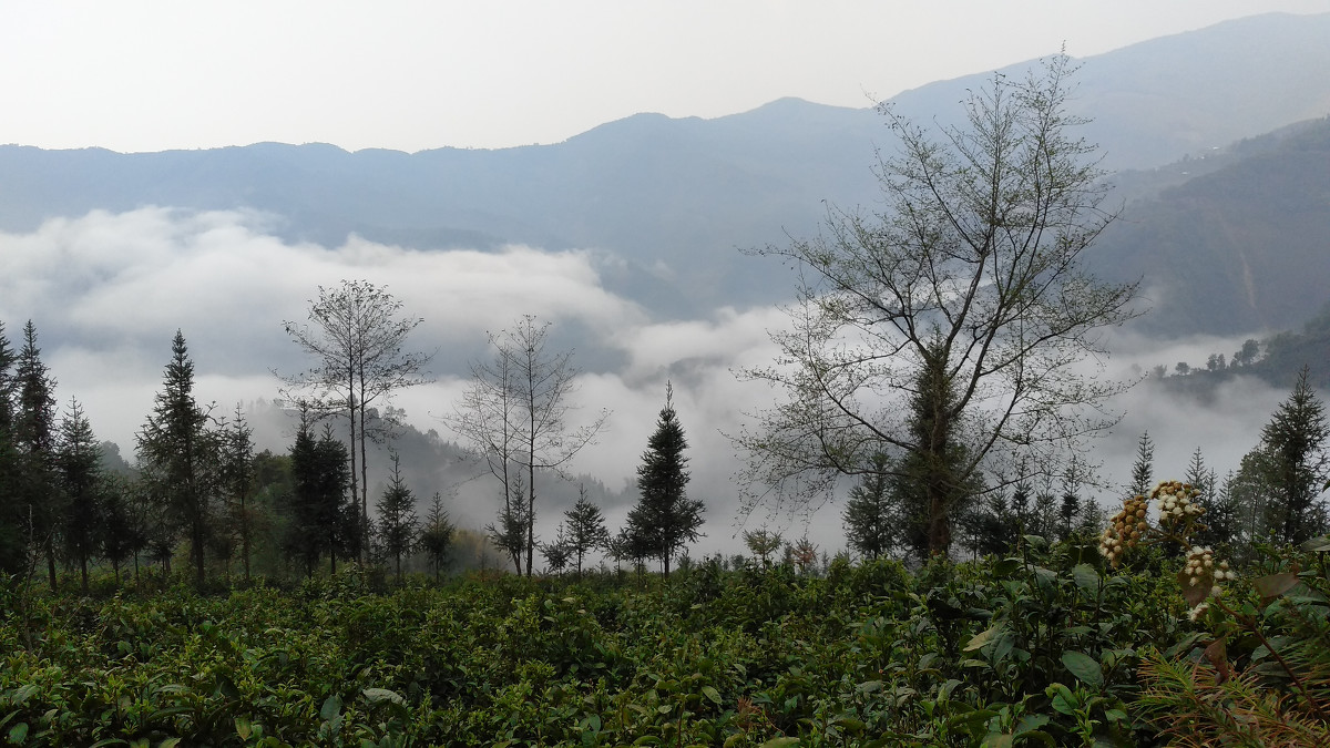 2021年大雪山古樹秋茶價格是多少？