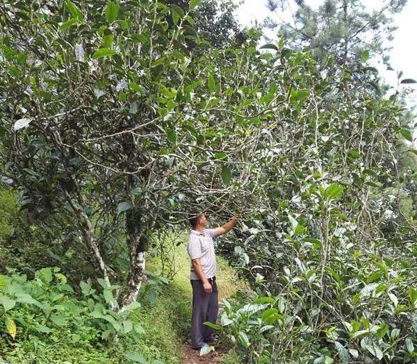 2021壩糯古樹秋茶藤條茶！不是樹種，而是這樣形成的！