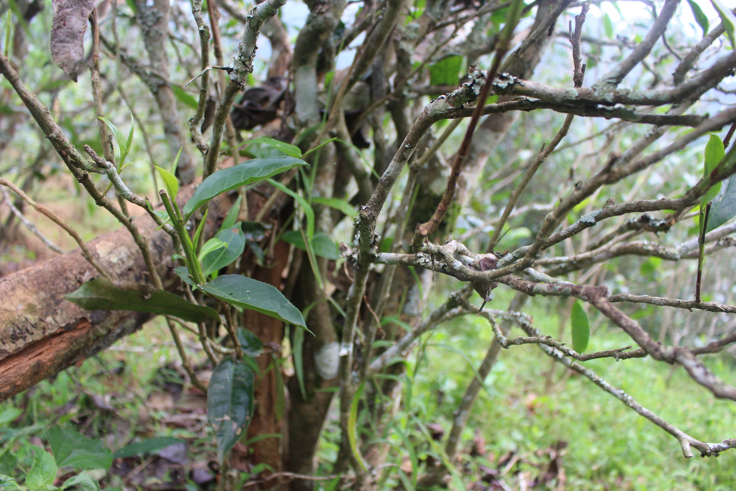 2021年壩糯古樹秋茶價格多少？