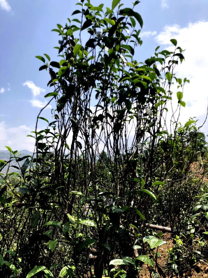 2021年壩糯古樹(shù)秋茶品鑒！