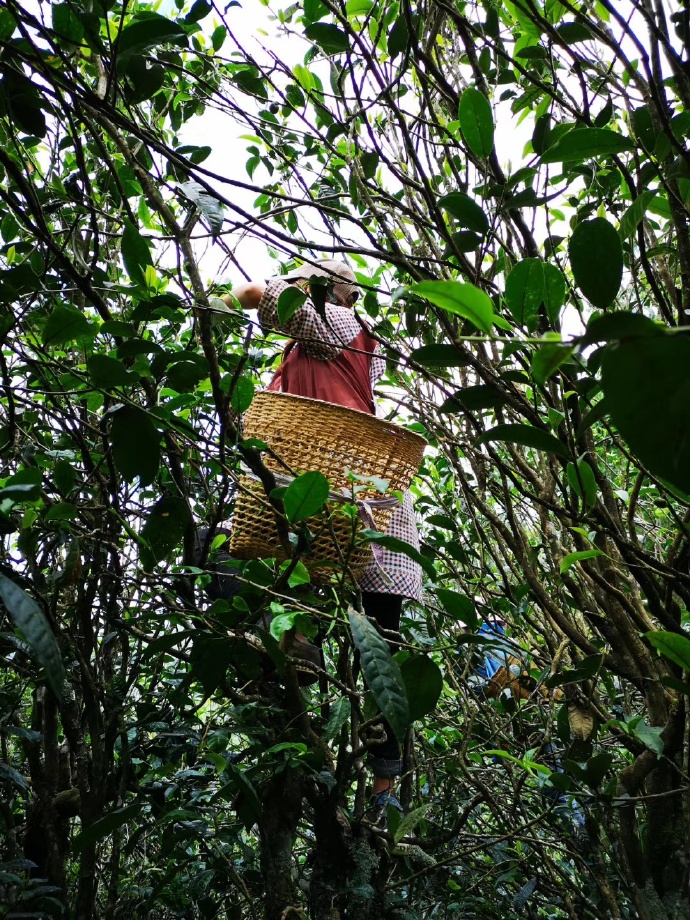 2021壩糯古樹(shù)秋茶“藤條茶之王!