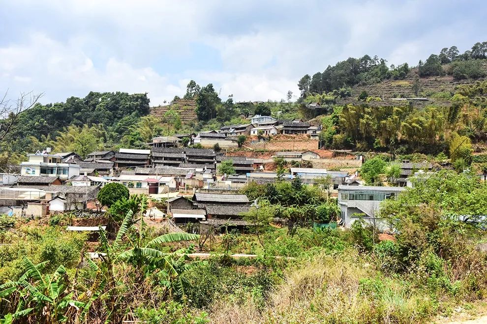 2021年正氣塘古樹(shù)秋茶特點(diǎn)是什么？