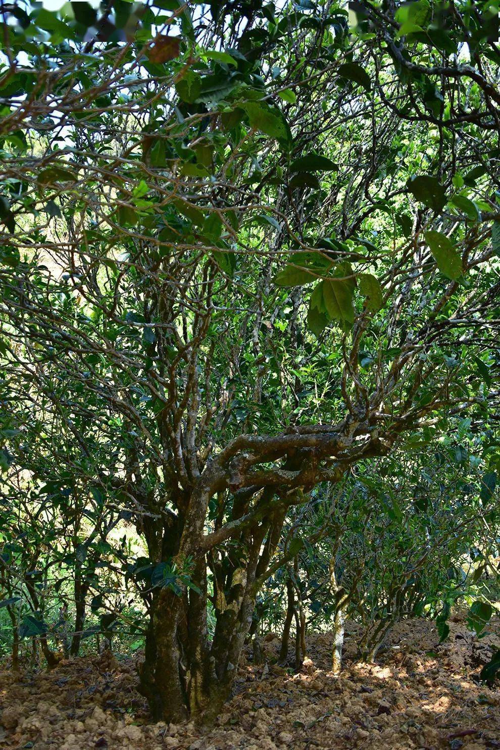 2021年正氣塘古樹(shù)秋茶口感是什么？