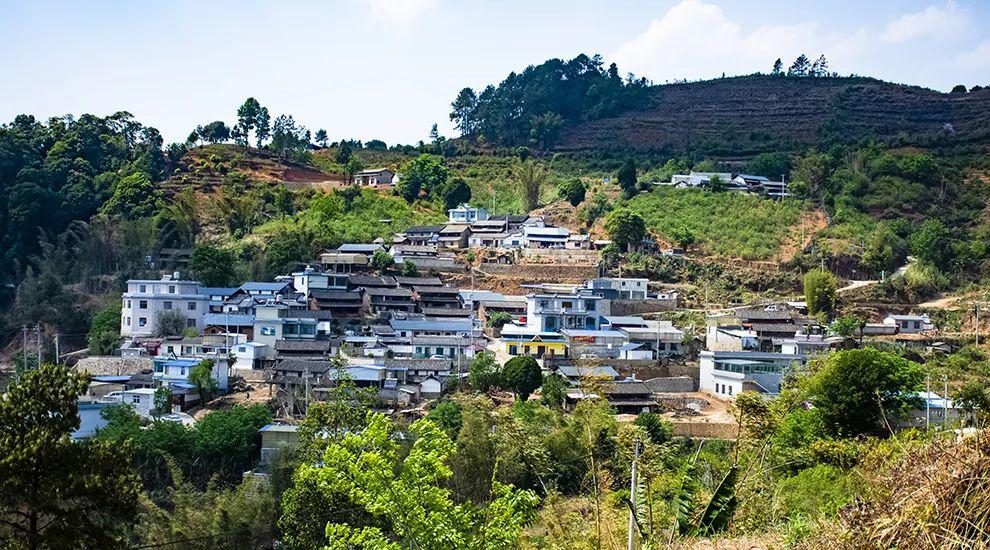 2021年正氣塘古樹(shù)秋茶為何號(hào)稱(chēng)小冰島？