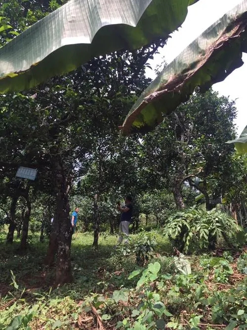 2021年冰島地界古樹(shù)秋茶特征詳解！