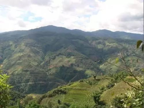 2021年冰島壩歪古樹(shù)秋茶特點(diǎn)？