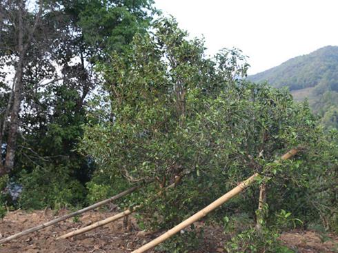 2021年冰島壩歪古樹(shù)秋茶茶園詳解！