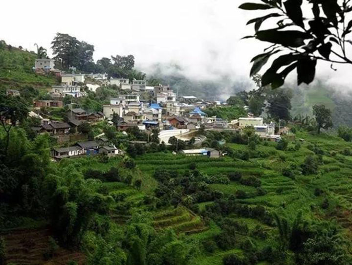 2021年冰島壩歪古樹(shù)秋茶口感？