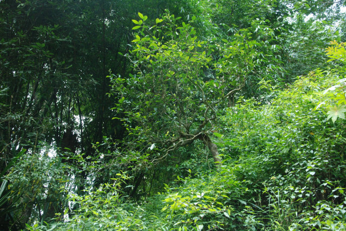 2021年冰島糯伍古樹(shù)秋茶| 甜出新高度，融在心底間~