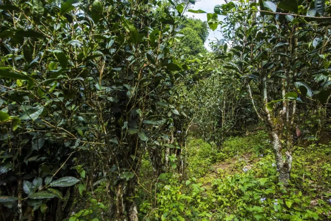 2021年冰島糯伍古樹(shù)秋茶口感是什么？