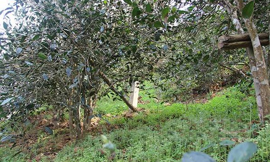 2021年昔歸古樹秋茶口感是什么？