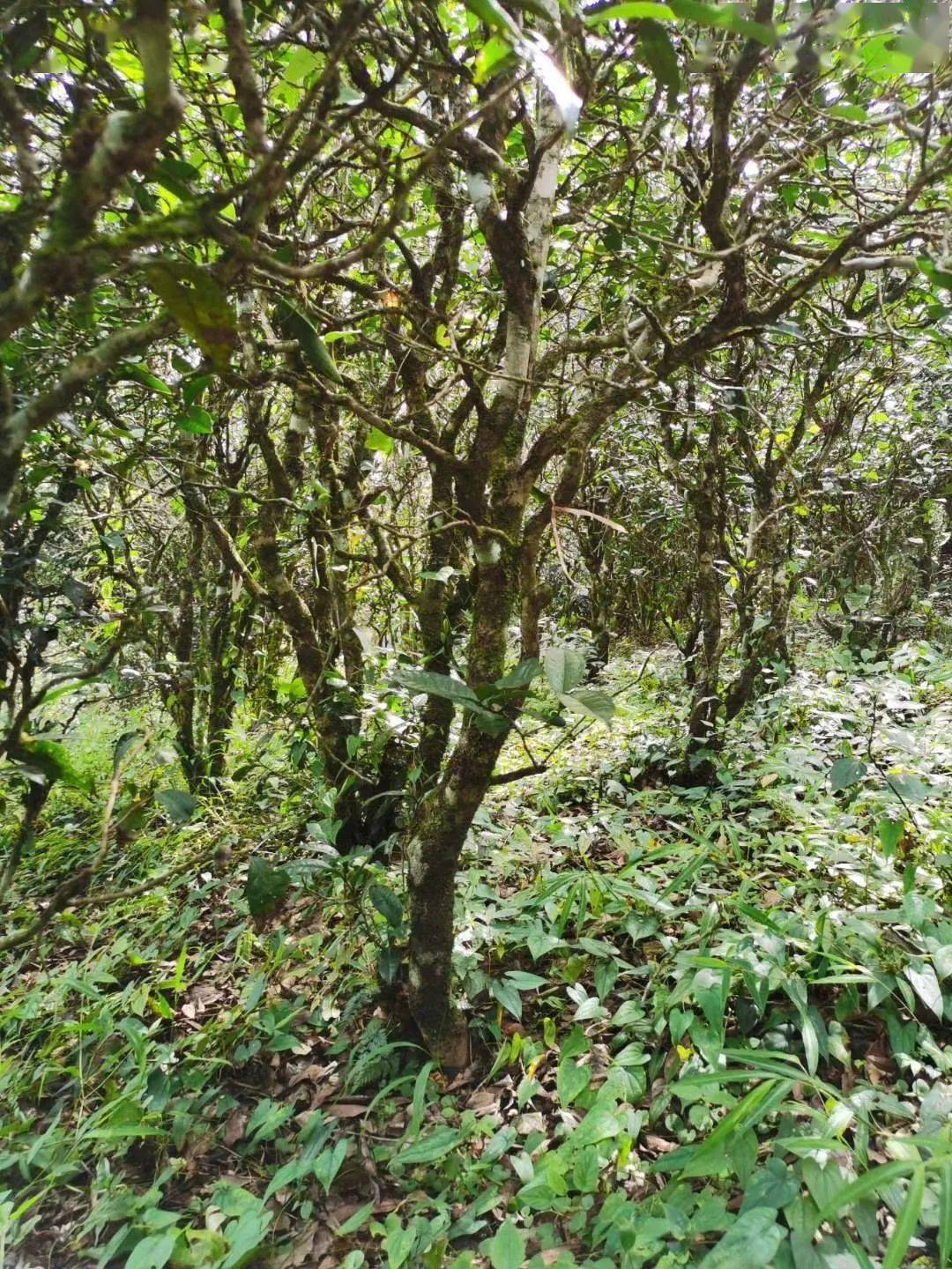 2021年昔歸古樹秋茶價格多少錢？