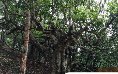 2021年忙肺古樹秋茶臨滄四大名茶之一！