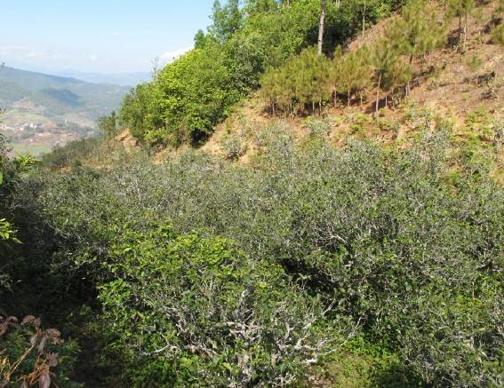 2021年梅子箐古樹秋茶特點是什么？