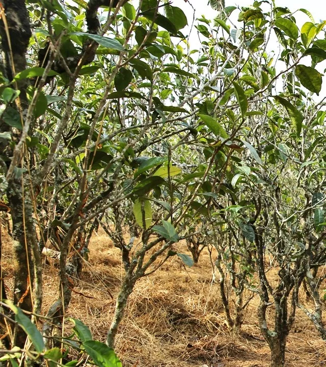 2021年巖子頭古樹秋茶口感是什么？