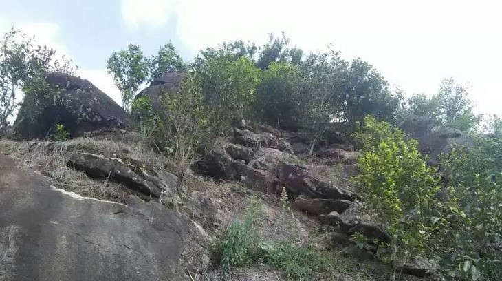 2021年巖子頭古樹秋茶內(nèi)含物質(zhì)可以和昔歸古樹毛茶相娉美·！