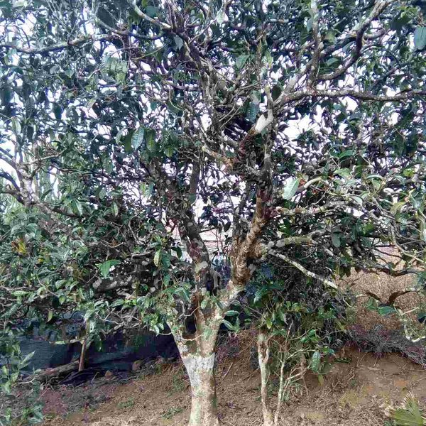 2021馬鞍山古樹秋茶口感？