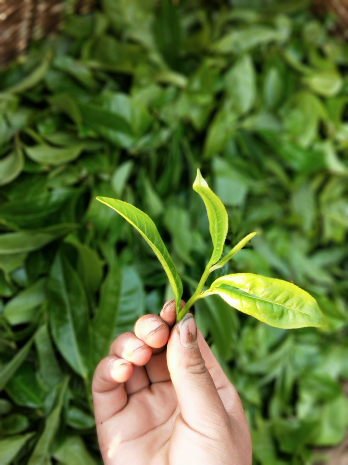 2021年馬鞍山古樹秋茶特點是什么？