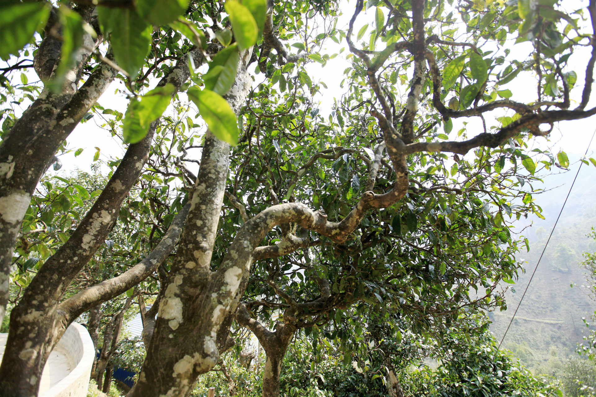 2021年馬鞍山古樹秋茶價值如何？