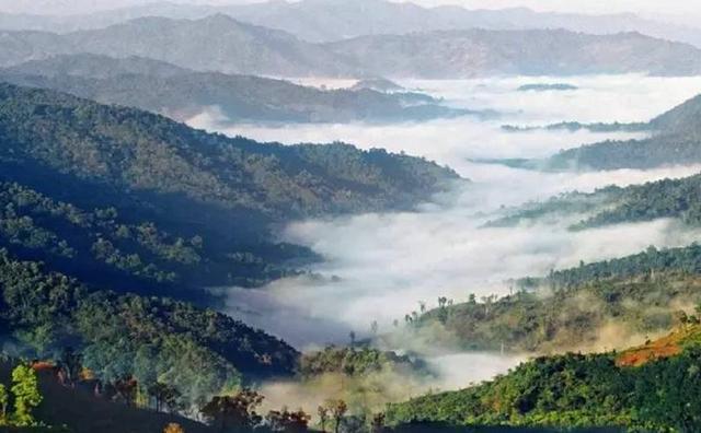 2021白鶯山古樹秋茶特點？