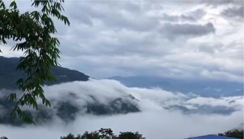 2021年白鶯山古樹秋茶多少錢一公斤？