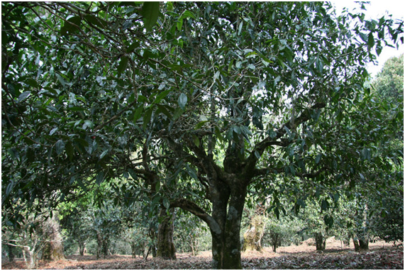 2021年老班章古樹秋茶多少錢一公斤？