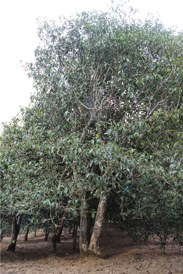 2021年新班章古樹秋茶品鑒！