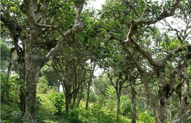 2021年新班章古樹秋茶多少錢一公斤？