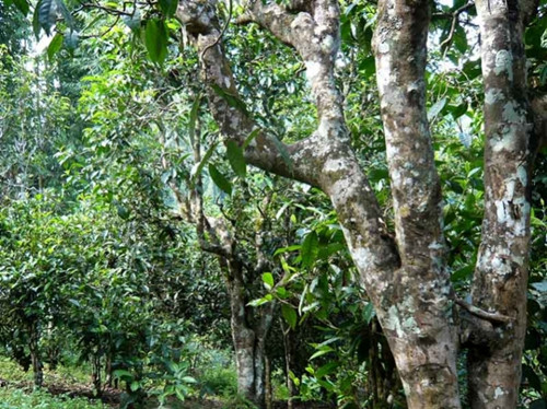 2021老曼峨古樹秋茶多少錢一公斤？