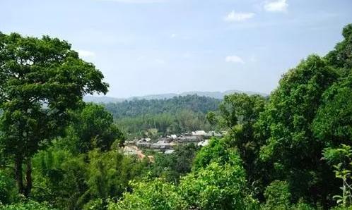 2021年老曼峨古樹秋茶口感最霸氣的山頭！