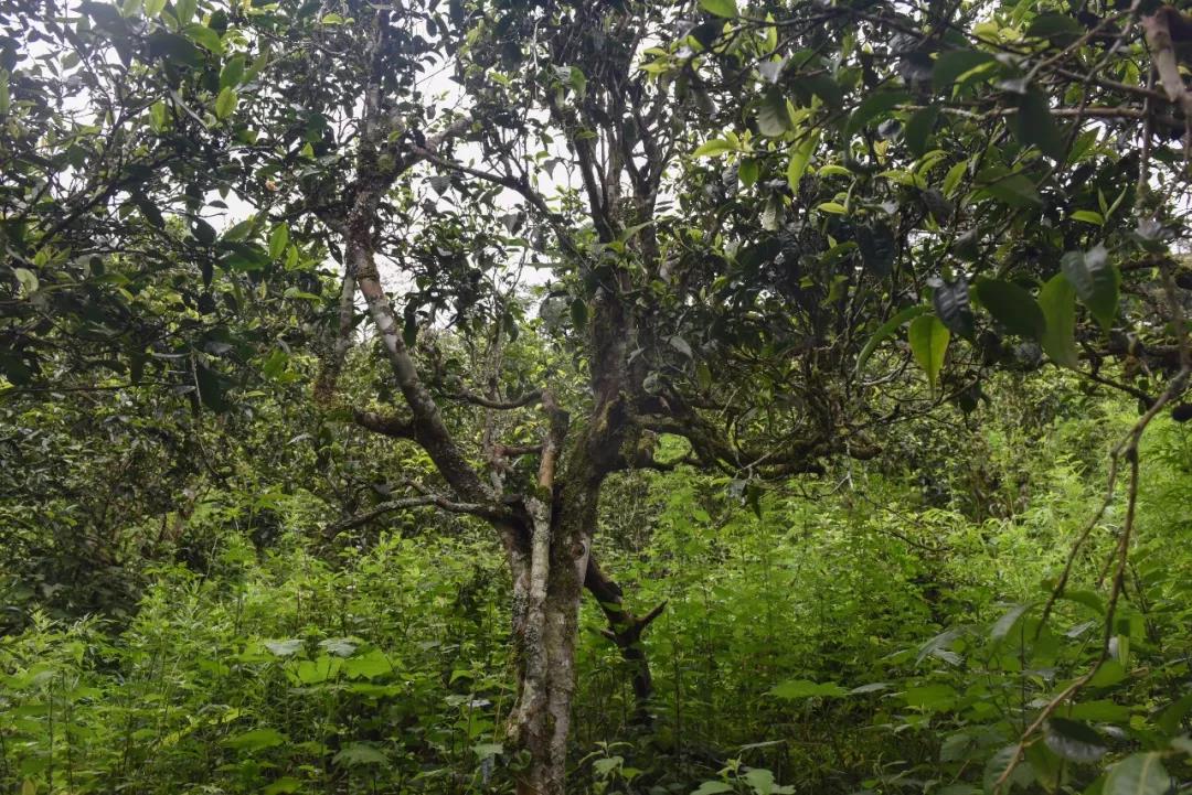 2021年班章茶區(qū)壩卡囡古樹秋茶口感？